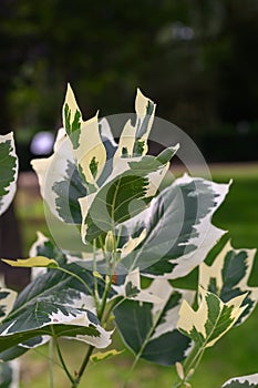 American tulip tree Liriodendron tulipifera Snowbird, variegated foliage 